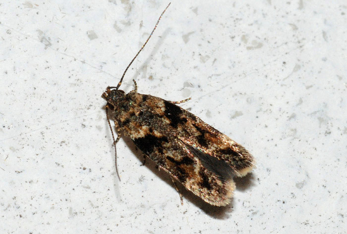 Gelechiidae 17